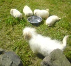 Čistokrevná štěňátka Coton de Tulear bez PP