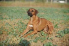 Rhodsk ridgeback tata s PP