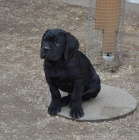 Cane corso - tata s PP