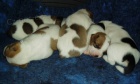 Parson Russell Terrier - prodme ttka