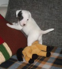 Parson Russell Terrier - prodme ttka