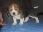 tata beagle s PP