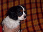 kavalr king charles panl