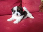 Lhasa apso s PP