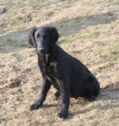 Flat coater retriever