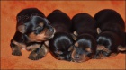 Jorkrsk terrier s PP: nar. 18.03.2013