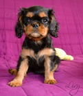 kavalr king charles panl