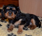 kavalír king charles španěl