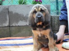 Bloodhound štěńátka