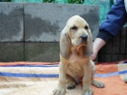 Bloodhound štěńátka