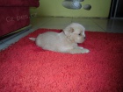 Lhasa apso s PP