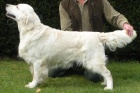 Zlat retrvr - golden retriever s PP tata