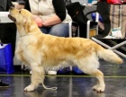 Zlat retrvr - golden retriever s PP tata