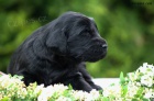 Flat Coated Retriever - černá a hnědá štěňata s PP