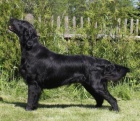 Flat Coated Retriever - černá a hnědá štěňata s PP