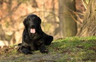 Flat Coated Retriever - černá a hnědá štěňata s PP