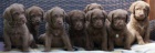 Chesapeake bay retriver s PP(hnd podobn LR)