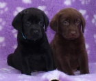 Labrador retriever s PP(černá a hnědá-pejsci)