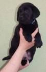 Labrador retriever s PP(černá a hnědá-pejsci)