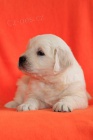 Zlat retrvr - golden retriever s PP tata