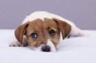 Jack Russell terir