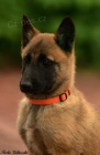 Belgický ovčák malinois