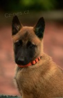 Belgický ovčák malinois