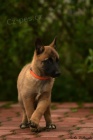 Belgický ovčák malinois