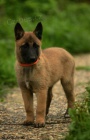Belgický ovčák malinois