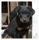 Prodm tn (pejsek) Beaucerona s PP