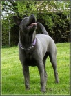 Thajsk Ridgeback