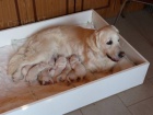 tata Golden Retriever s PP