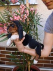 Baset, Basset, Basset Hound