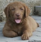 Chesapeake bay retriver s PP(hnd podobn LR)