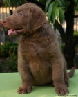 Chesapeake bay retriver s PP(hnd podobn LR)