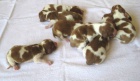 Welsh Springer Spaniel - tata s PP