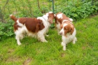 Welsh Springer Spaniel - tata s PP