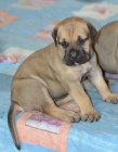 boerboel BALLOTADA