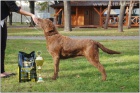 Chesapeake bay Retriever