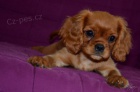 kavalr king charles panl
