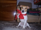 Jack Russell Terir ke kryt