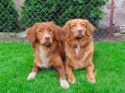 tata Nova Skotia Duck Tolling Retriever