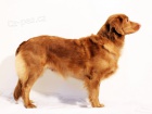 tata Nova Skotia Duck Tolling Retriever