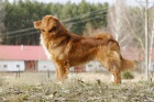 tata Nova Skotia Duck Tolling Retriever