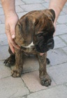 Boxer s PP k odběru