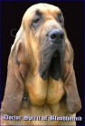 bloodhound steniatka