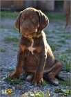 Catahoula - Louisinsk leopard pes s PP