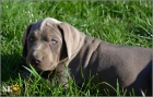 Catahoula - Louisinsk leopard pes s PP