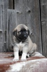 Kangal-Anatolsk pasteveck pes (tata s PP)