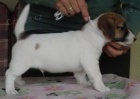 Jack Russell Terrier s PP